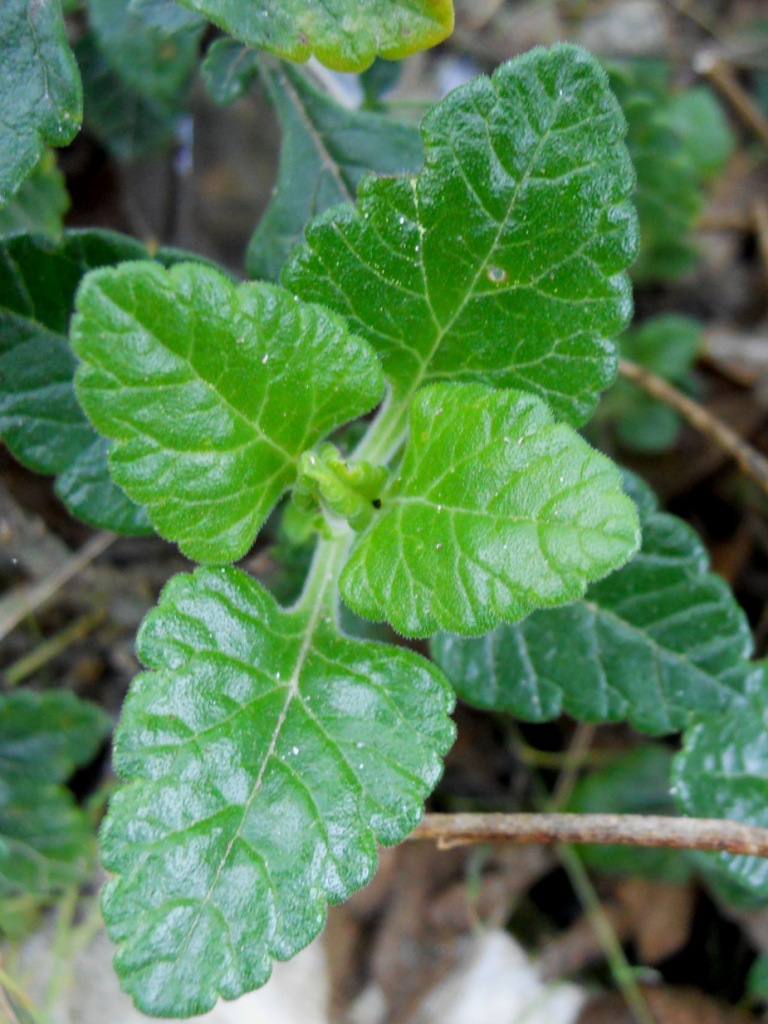 Piantina sfiorita - Teucrium flavum s.l.